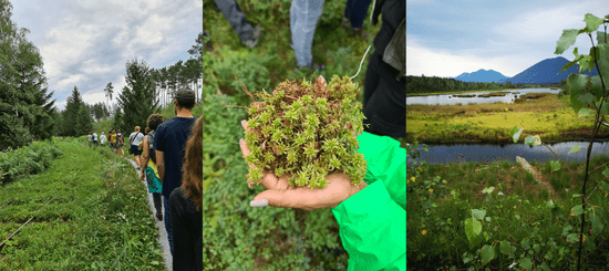 KI generiert: Das Bild zeigt eine Gruppe von Menschen, die durch eine grüne Landschaft wandert, sowie Nahaufnahmen von Pflanzen und einer malerischen Landschaft mit Bergen und Wasser. Der Hauptinhalt des Bildes sind Natur und Erkundung.