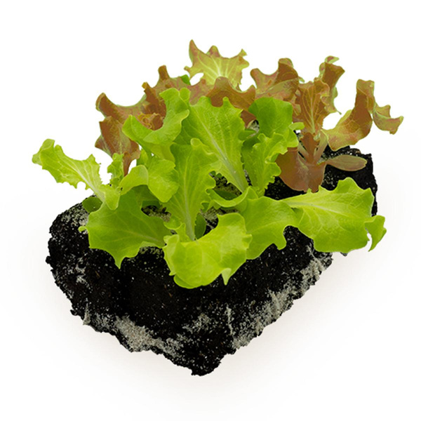 Produktfoto zu Bataviasalat Jungpflanzen