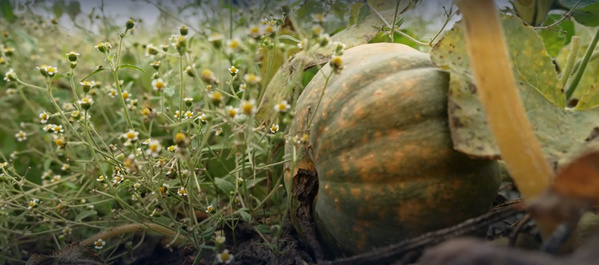 KI generiert: Ein Kürbis liegt neben kleinen Blumenpflanzen im Gartenboden.  