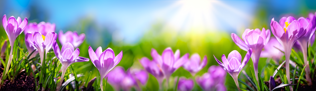 KI generiert: Lila Krokusse blühen in der Sonne auf einem grünen Feld.