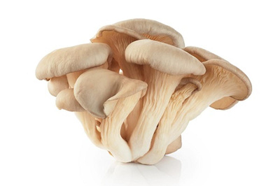Produktfoto zu Austernpilze 500 g