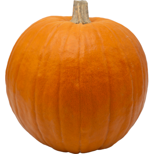 Produktfoto zu Halloween-Kürbis - fruchtfleisch essbar