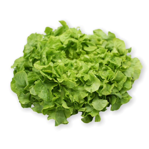 Produktfoto zu Grüner Eichblatt