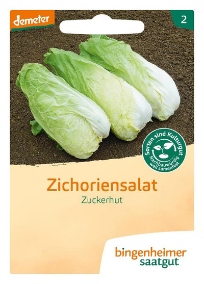 Produktfoto zu Saatgut Zichoriensalat Zuckerhut