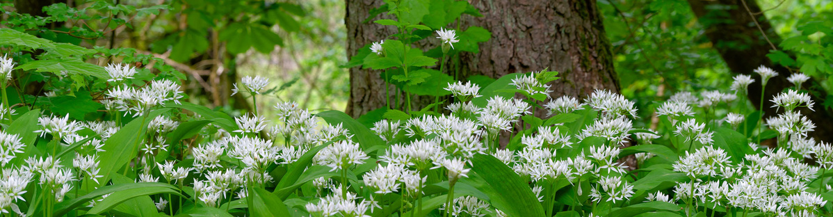 KI generiert: Das Bild zeigt mehrere Pastinaken, frische und in Scheiben geschnittene, auf einer hellen Holzoberfläche. Daneben liegen einige grüne Blätter zur Dekoration.