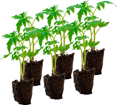 Produktfoto zu Tomatenpflanzen fürs Gewächshaus 2 x 3 Stück