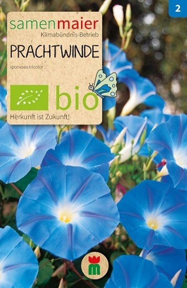 Produktfoto zu Saatgut Prachtwinde