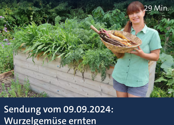 KI generiert: Frau beim Ernten von Wurzelgemüse im Garten. Text: "Sendung vom 09.09.2024: Wurzelgemüse ernten"