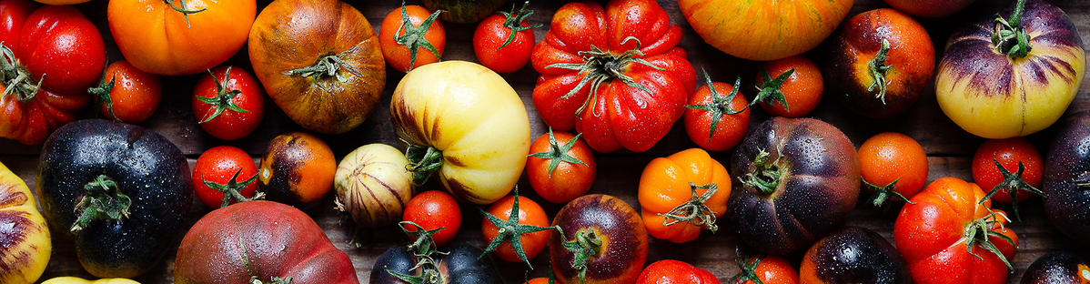 KI generiert: Verschiedene bunte Tomaten in verschiedenen Formen und Farben auf Holzuntergrund.