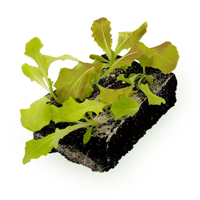 Produktfoto zu Kopfsalat Jungpflanzen