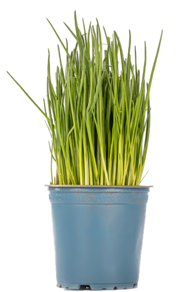 Produktfoto zu Schnittlauch im Topf