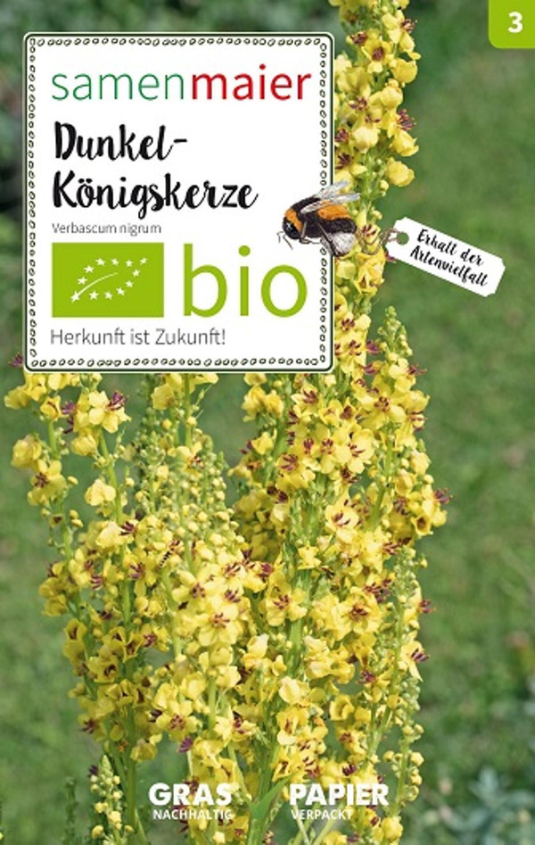 Produktfoto zu Saatgut Dunkel Königskerze