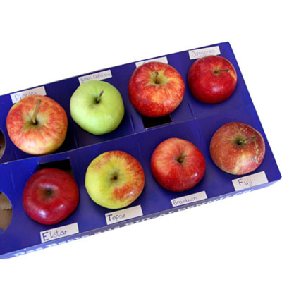 Produktfoto zu Apfel Probier-Sortiment 8 Sorten