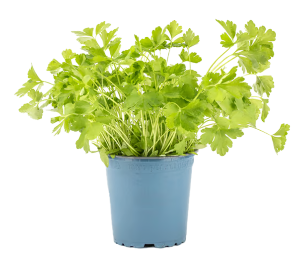 Produktfoto zu Petersilie glatt im TOPF