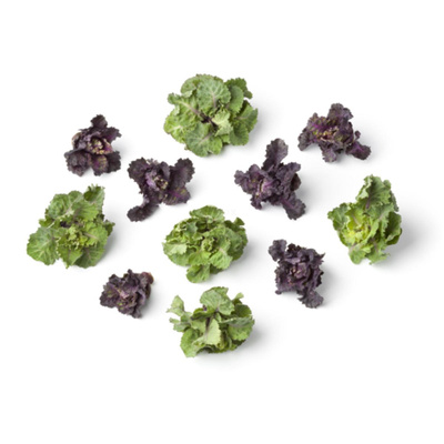 Produktfoto zu Flower Sprouts