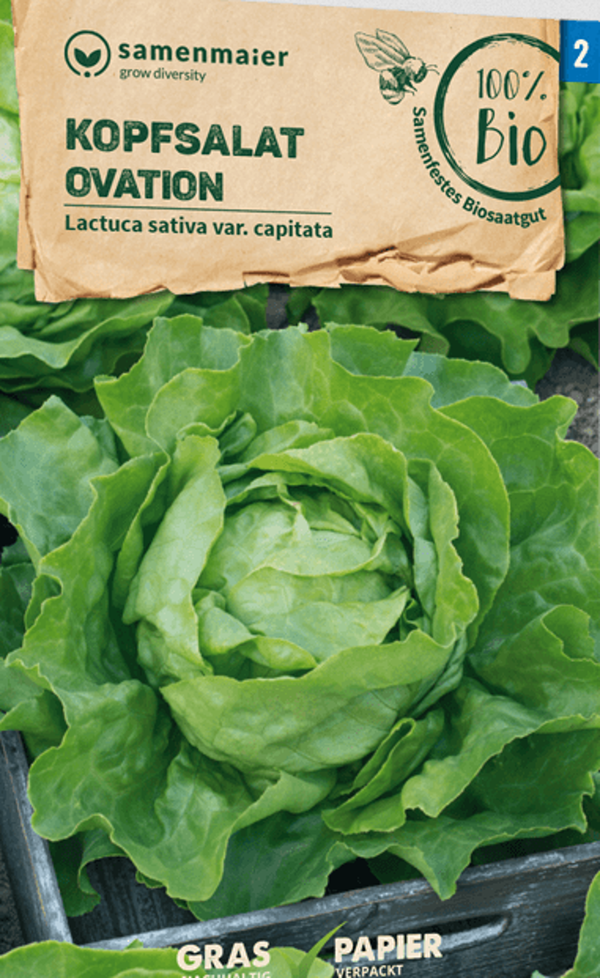 Produktfoto zu Saatgut Kopfsalat Ovation