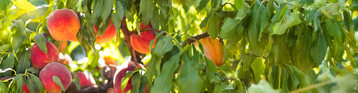 KI generiert: Das Bild zeigt mehrere Pastinaken, frische und in Scheiben geschnittene, auf einer hellen Holzoberfläche. Daneben liegen einige grüne Blätter zur Dekoration.