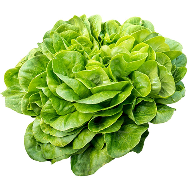 Produktfoto zu Salat Salanova