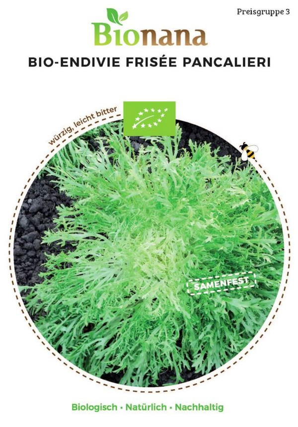 Produktfoto zu Saatgut Endivie Frisée Pancalieri
