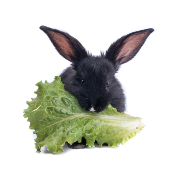 Produktfoto zu Bio-Hasenfutter (Salate, Karotten, usw.)