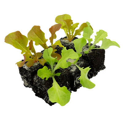 Produktfoto zu Eichblattsalat Jungpflanzen