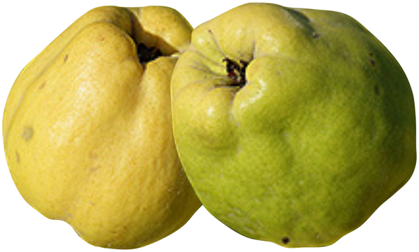 Produktfoto zu Quitten