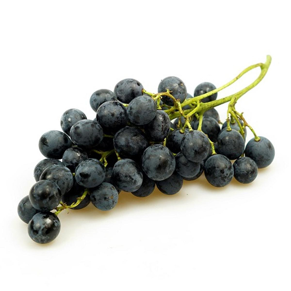 Produktfoto zu Traube Apulia blau kernlos