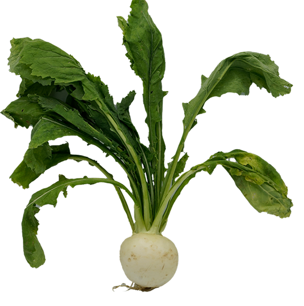 Produktfoto zu Herbstrübchen