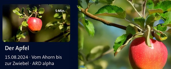 KI generiert: Das Bild zeigt einen Podcast-Player mit der Folge "Noch mehr knackiges Wurzelgemüse" aus der Serie "BIO für die Ohren". Auf der linken Seite sind Wurzeln im Boden zu sehen.