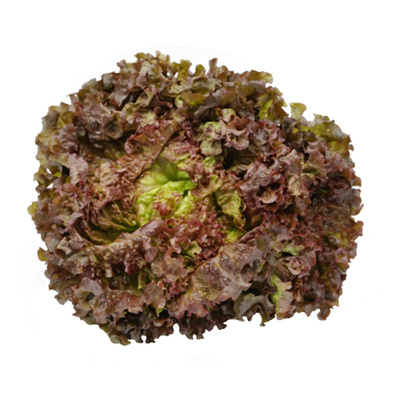 Produktfoto zu Roter Batavia