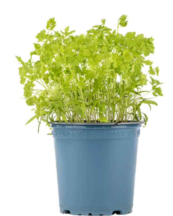 Produktfoto zu Koriander im Topf