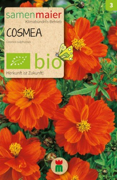 Produktfoto zu Saatgut Cosmea orange