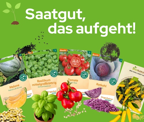 KI generiert: Verschiedene Saatguttüten auf grünem Hintergrund. Text: "Saatgut, das aufgeht!"