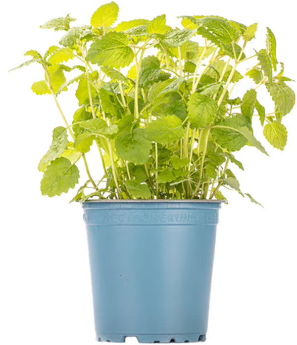 Produktfoto zu Minze im Topf