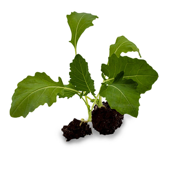 Produktfoto zu Kohlrabi Jungpflanzen