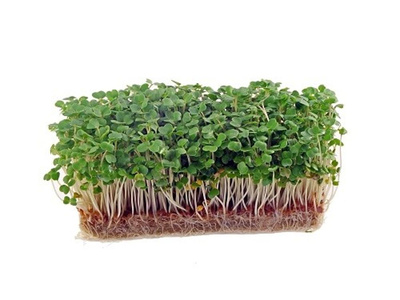Produktfoto zu Rucola-Kresse in der Schale