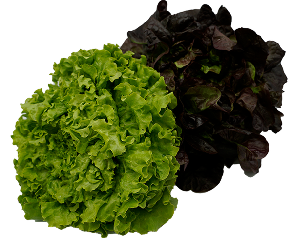 Produktfoto zu Salat Regio grün oder rot
