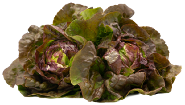 Produktfoto zu Kopfsalat rot
