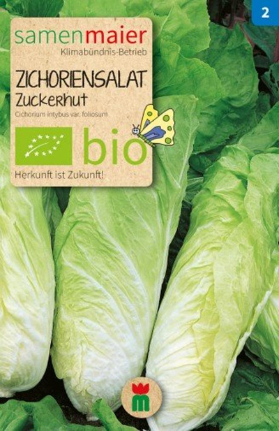 Produktfoto zu Saatgut Zichoriensalat Zuckerhut