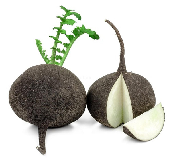 Produktfoto zu Rettich schwarz