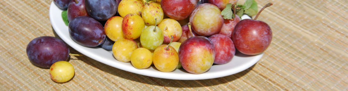 KI generiert: Ein Teller mit verschiedenen Pflaumen- und Mirabellensorten auf einer geflochtenen Oberfläche.