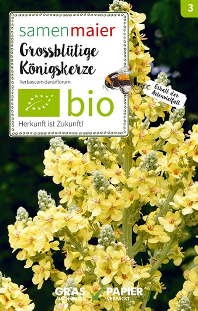 Produktfoto zu Saatgut Großblütige Königskerze