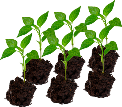 Produktfoto zu Paprikapflanzen Snackpaprika Mix: 3 x je 2 pro Farbe