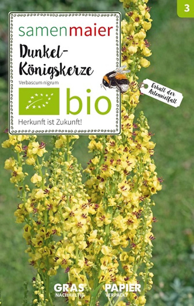 Produktfoto zu Saatgut Dunkel Königskerze