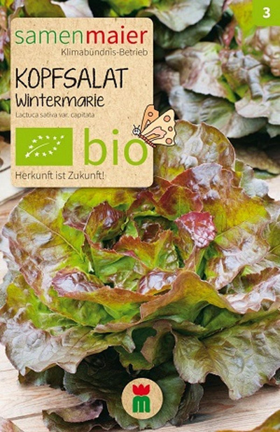 Produktfoto zu Saatgut Kopfsalat Wintermarie