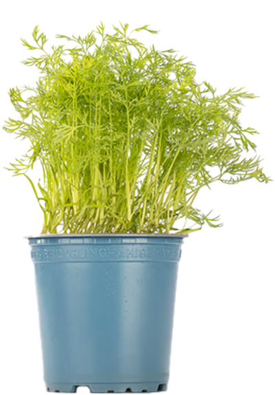 Produktfoto zu Dill im TOPF
