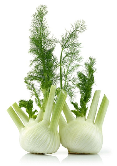 Produktfoto zu Fenchel