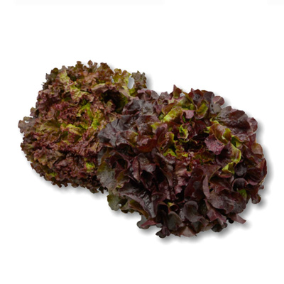 Produktfoto zu Kopfsalat rot