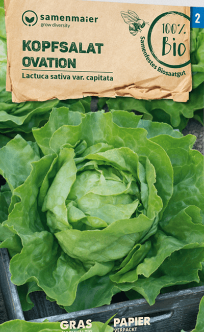Produktfoto zu Saatgut Kopfsalat Ovation