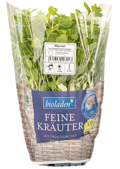 Produktfoto zu Majoran im TOPF